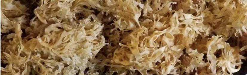 Peru Irish Moss Gold (Chondrus Crispus) – Aztlan Herbal Remedies