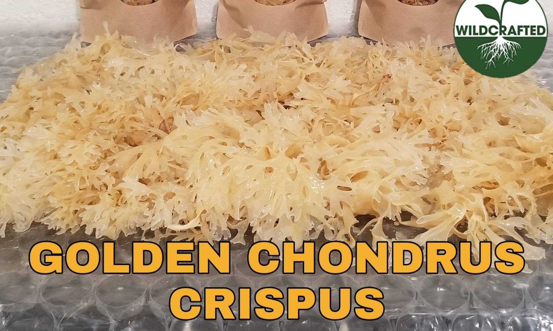 Peru Irish Moss Gold (Chondrus Crispus) – Aztlan Herbal Remedies